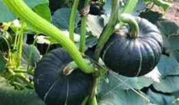 吃瓜原创网红是谁,吃瓜原创网红背后的神秘故事